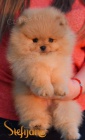 Pomeranian BOO �t��ata
