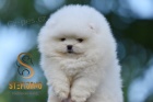 Pomeranian BOO �t��ata