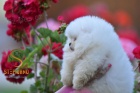 Pomeranian BOO �t��ata