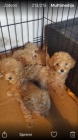 Maltipoo �t��ata na prodej