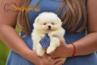 Pomeranian BOO �t��ata