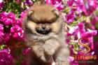 Pomeranian BOO �t��ata