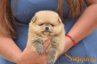 Pomeranian BOO �t��ata