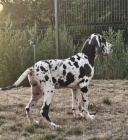 Nmeck doga  krsn tata