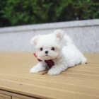 �t��ata malt�z�k�.