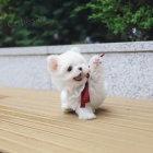 �t��ata malt�z�k�.