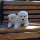 �t��ata samojeda na prodej