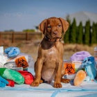 Ma�arsk� oha� kr�tkosrst�