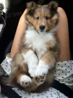 �t��ata sheltie k adopci
