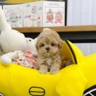 MNI Maltipoo
