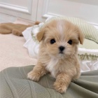 MNI Maltipoo