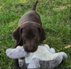 Nab�dka �t�n�te n�meck�ho oha�e kr�tkosrst�ho