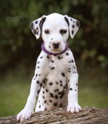 �t��ata dalmatin�