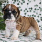 �t��ata anglick�ho buldo�ka