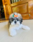 �t��ata SHIH TZU