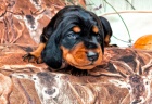 Ndhern ttka Black and Tan Coonhound!