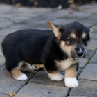 �t��ata Pembroke Welsh Corgi