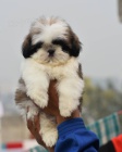 �t��ata SHIH TZU