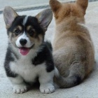 �t��ata Pembroke Welsh Corgi