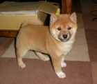 �t��ata shiba inu