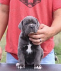 Italsk corso pes (Cane Corso Italiano)