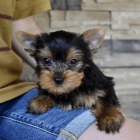 �t���tka toy mini jork��rsk�ho teri�ra.