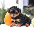 MINI YORKIPOO