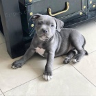 �t��ata staford��rsk�ho bulteri�ra