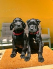 Cane Corso �t��ata