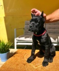 Cane Corso �t��ata