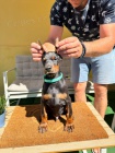 DOBERMAN �t��ata na prodej