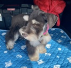 Kn�ra� mal� �t���tka