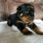 Rotvajler/Rotvajler/Rotvajler