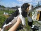 Basset Hound �t���tko s PP s v�born�m rodokmenem