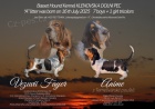 Basset Hound �t���tko s PP s v�born�m rodokmenem