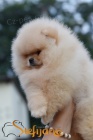 Pomeranian BOO �t��ata