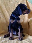 DOBERMAN �t��ata na prodej