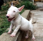 �t��ata mini anglick�ho bulteri�ra