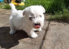 �t��ata West Highland White Terriers