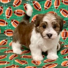 havansk� �t��ata