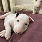 anglick�ho bulteri�ra