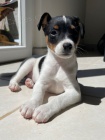 �t��ata jack russell teri�ra.