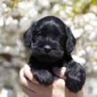 Kn�ra� mal� �t���tka