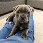 �t��ata staford��rsk�ho bulteri�ra