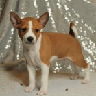 ttka Basenji