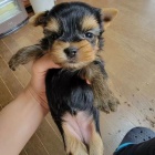 �t���tka toy mini jork��rsk�ho teri�ra.