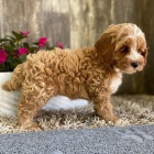 Cavapoo