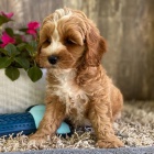 Cavapoo