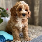Cavapoo