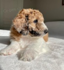 �t��ata Ausiedoodle